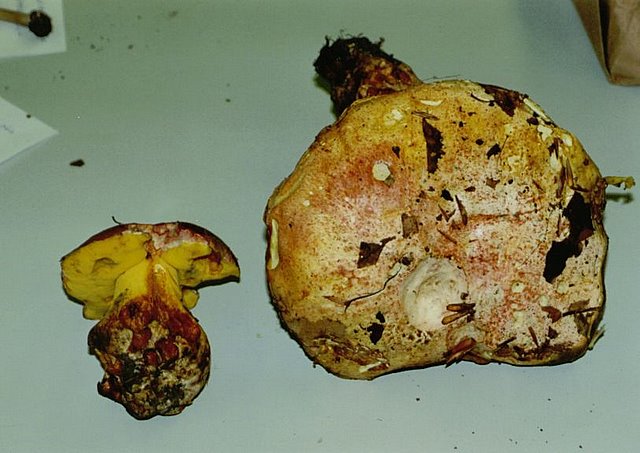 Suillus tridentinus.